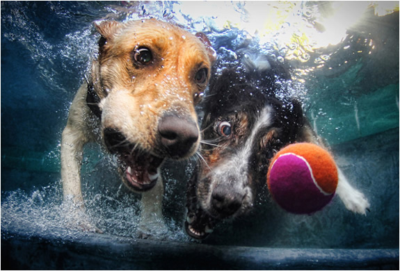 underwater-dogs-seth-casteel-3